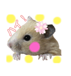 キンクマハムスターのいちごちゃん。3（個別スタンプ：2）