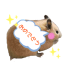 キンクマハムスターのいちごちゃん。3（個別スタンプ：4）