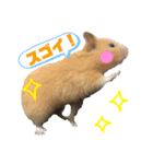 キンクマハムスターのいちごちゃん。3（個別スタンプ：7）