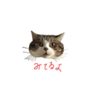 ねこと生きる（個別スタンプ：1）