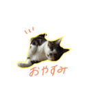 ねこと生きる（個別スタンプ：2）