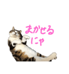 ねこと生きる（個別スタンプ：5）