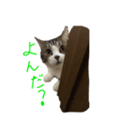ねこと生きる（個別スタンプ：7）