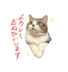 ねこと生きる（個別スタンプ：8）