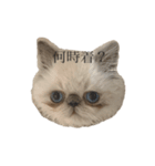 細井家のねこちゃん（個別スタンプ：2）