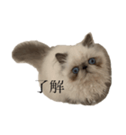 細井家のねこちゃん（個別スタンプ：6）