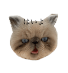 細井家のねこちゃん（個別スタンプ：7）