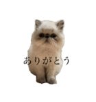 細井家のねこちゃん（個別スタンプ：8）