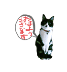 猫だってトークしたい    ご挨拶もできる（個別スタンプ：1）