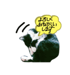 猫だってトークしたい    ご挨拶もできる（個別スタンプ：2）