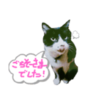 猫だってトークしたい    ご挨拶もできる（個別スタンプ：5）