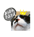 猫だってトークしたい    ご挨拶もできる（個別スタンプ：7）
