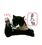 猫だってトークしたい    ご挨拶もできる（個別スタンプ：8）