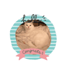 ねこちゃんのスタンプです。（個別スタンプ：1）
