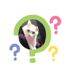 ねこちゃんのスタンプです。（個別スタンプ：2）