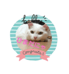 ねこちゃんのスタンプです。（個別スタンプ：3）