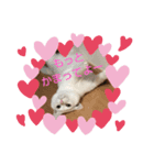 ねこちゃんのスタンプです。（個別スタンプ：4）