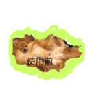 ポメラニアンのポーちゃん（個別スタンプ：3）