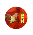 ポメラニアンのポーちゃん（個別スタンプ：5）