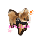 ポメラニアンのポーちゃん（個別スタンプ：8）