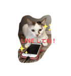 僕は三毛猫＊おもちのスタンプ（個別スタンプ：1）