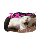 僕は三毛猫＊おもちのスタンプ（個別スタンプ：2）