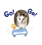 僕は三毛猫＊おもちのスタンプ（個別スタンプ：5）