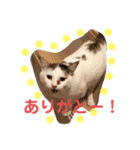 僕は三毛猫＊おもちのスタンプ（個別スタンプ：6）