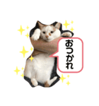 僕は三毛猫＊おもちのスタンプ（個別スタンプ：7）