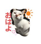 僕は三毛猫＊おもちのスタンプ（個別スタンプ：8）