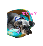シュナウザーs2（個別スタンプ：4）