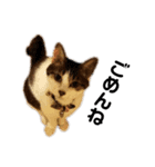 なす家のいぬねこ（個別スタンプ：3）
