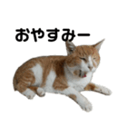 なす家のいぬねこ（個別スタンプ：7）