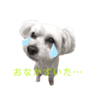 もなくるにこあず1（個別スタンプ：5）