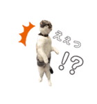 もなくるにこあず1（個別スタンプ：8）