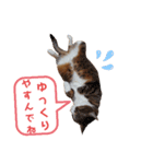 ニャンズ1（個別スタンプ：3）