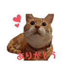 ニャンズ1（個別スタンプ：4）