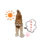ニャンズ1（個別スタンプ：5）