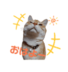 ニャンズ1（個別スタンプ：7）