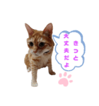 ニャンズ1（個別スタンプ：8）