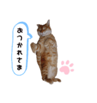 ニャンズ.2（個別スタンプ：1）