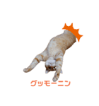 ニャンズ.2（個別スタンプ：6）