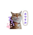 ニャンズ.2（個別スタンプ：8）
