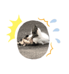 太陽が雲間から。猫なんて！（個別スタンプ：8）