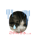 ココ助さん（個別スタンプ：7）