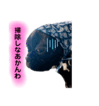 フレンチブルドッグ 関西弁のクルト（個別スタンプ：5）
