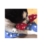 我が家のツンデレ姫（個別スタンプ：1）
