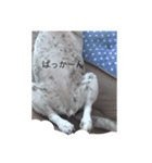 我が家のツンデレ姫（個別スタンプ：2）