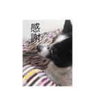 我が家のツンデレ姫（個別スタンプ：6）