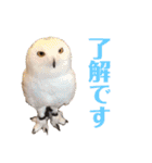 フクロウ大好き（個別スタンプ：1）